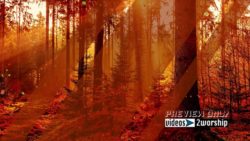 Read more about the article Red Autumn Forest Falling Leaves Background