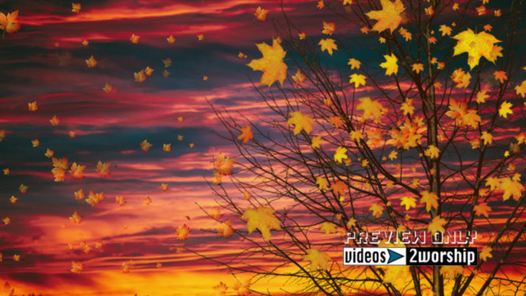 Read more about the article Tree And Falling Leaves Fall Motion Loop