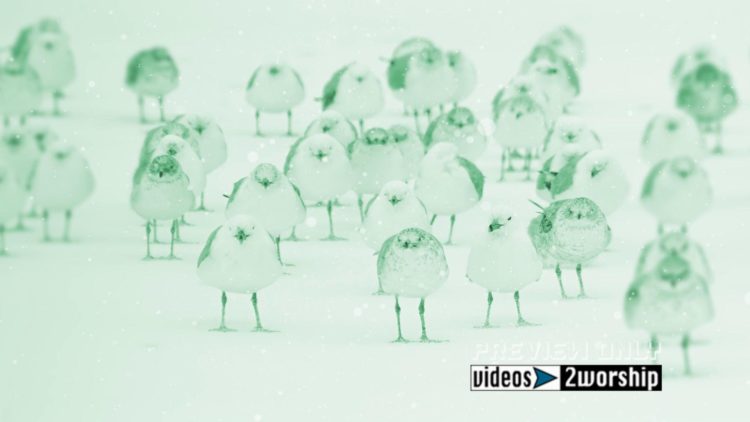 Birds In The Snow Winter Holidays Motion