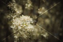 Read more about the article Stock Photography: Spring Tree Flowers