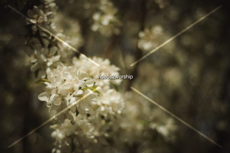 Read more about the article Stock Photography: Spring Tree Flowers