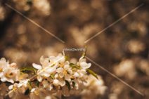 Read more about the article Stock Photography: Tree Flowers Closeup