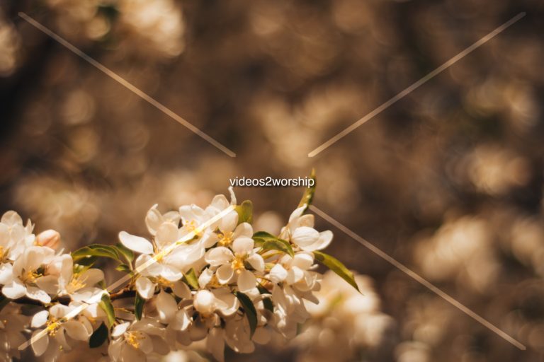 Read more about the article Stock Photography: Tree Flowers Closeup