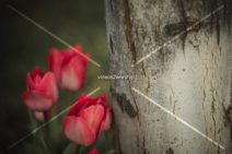 Read more about the article Stock Photography: Tulips Near The Cross