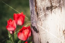 Read more about the article Stock Photography: Three Red Tulips