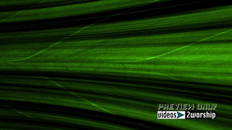 Read more about the article Green Palm Branch Motion Background