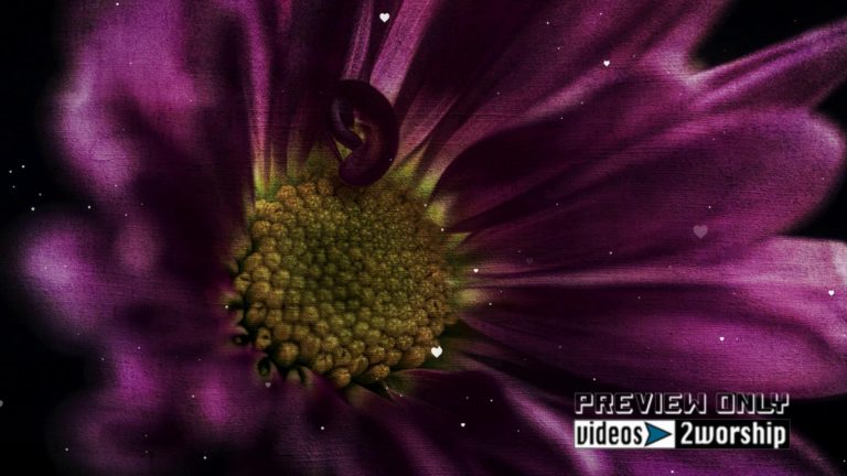 Read more about the article Large Flower And White Hearts Motion