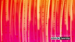 Read more about the article Love Hearts Bright Motion Background