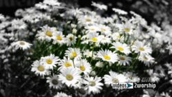 Read more about the article Beautiful Daisies Worship Motion Background