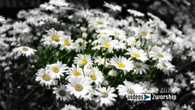 Beautiful Daisies Worship Motion Background 