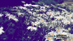 Read more about the article Outdoors Natural Flowers Garden Motion