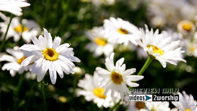 White Daisies Closeup Worship Background