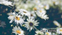 Read more about the article Summer Daisies Nature Worship Background