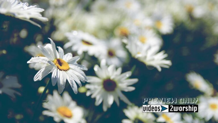 Read more about the article Summer Daisies Nature Worship Background