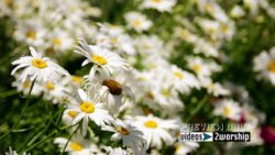 Read more about the article Garden Flowers Motion Worship Backdrop