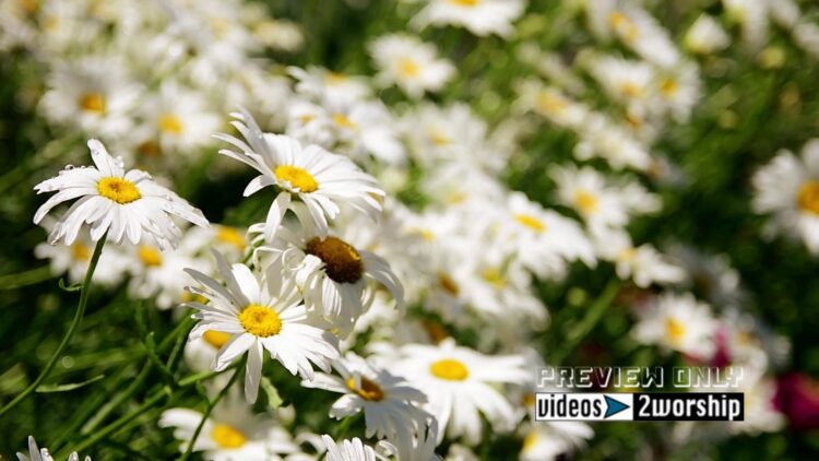 Garden Flowers Motion Worship Backdrop