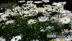 Read more about the article Flowers Motion Worship Background Loop