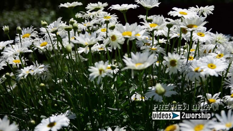 Read more about the article Flowers Motion Worship Background Loop