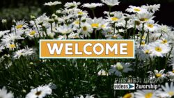 Read more about the article Daisies Flowers Welcome Title Backdrop