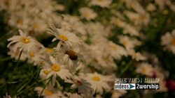 Read more about the article Textured Summer Flowers Motion Worship