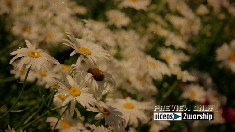 Read more about the article Textured Summer Flowers Motion Worship