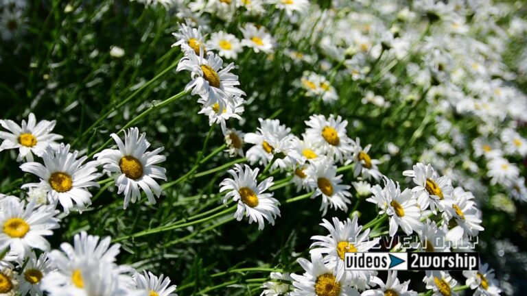 Read more about the article Garden Of Beautiful White Daisies Motion