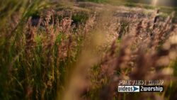 Read more about the article Summer Tall Grass Motion Worship Loop