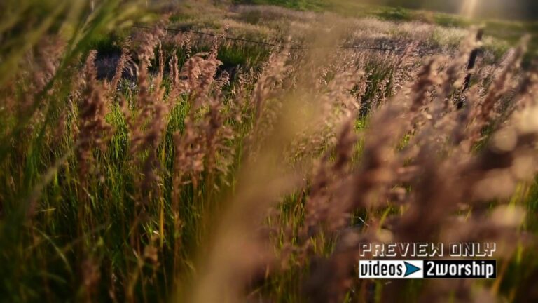 Read more about the article Summer Tall Grass Motion Worship Loop