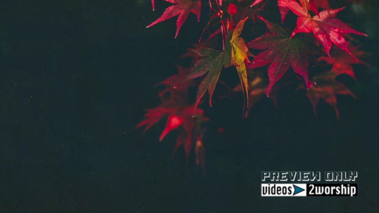 Still: Colorful Leaves