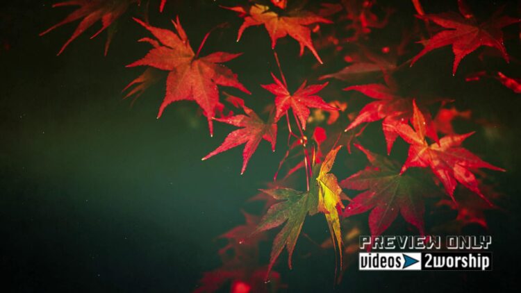 Still: Fall Leaves