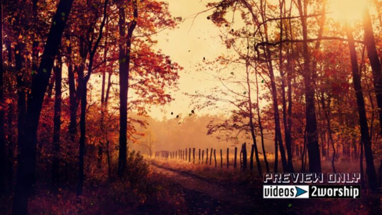 Still: Autumn Trees