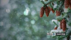 Read more about the article Evergreen Cones And Falling Snow Motion