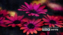 Read more about the article Easter Flowers Motion Worship Video