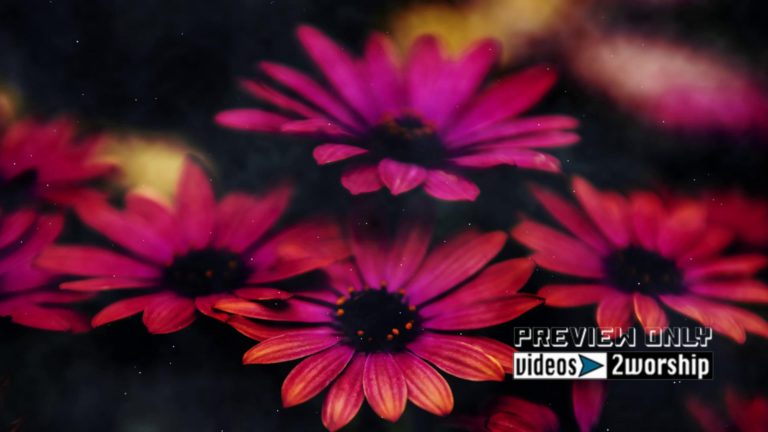 Read more about the article Easter Flowers Motion Worship Video