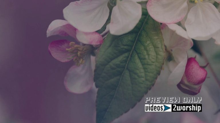 Read more about the article Free Mothers Day Flowers And Film Grain