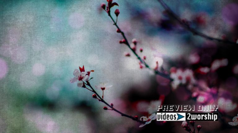 Read more about the article Branch in Bloom Textured Motion Loop