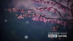 Read more about the article Spring Tree Flowers For Mothers Day