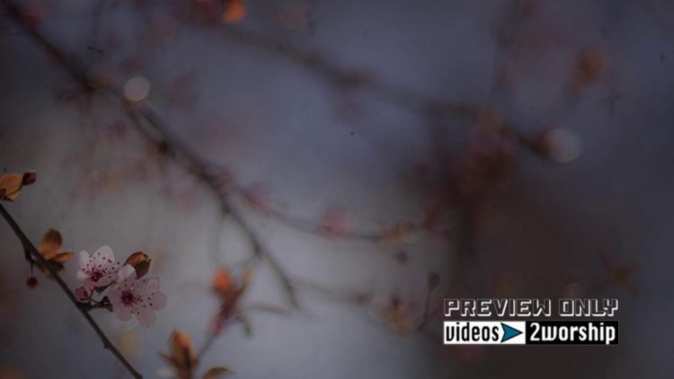 Vintage Mothers Day Worship Background