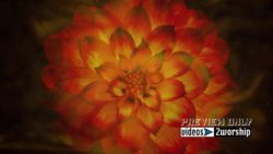 Read more about the article Mothers Day Flower Worship Graphics Loop