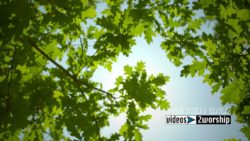 Read more about the article Summer Sun And Leaves Motion Background