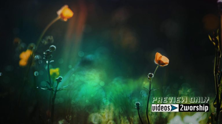 Read more about the article Summer Flowers Worship Background Video