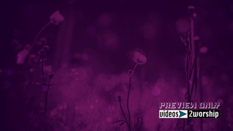 Read more about the article Summer Flowers Worship Motion Background