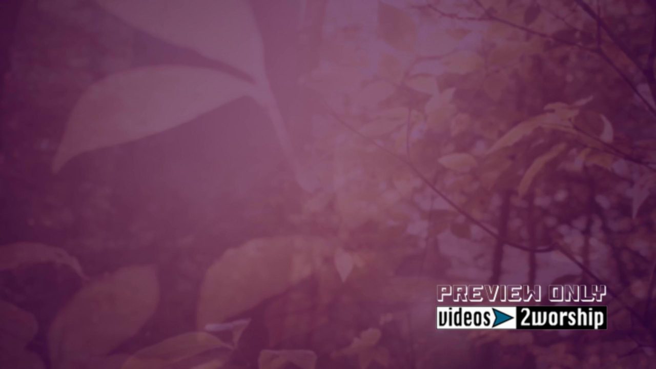 Fall Trees Video Worship Background Loop