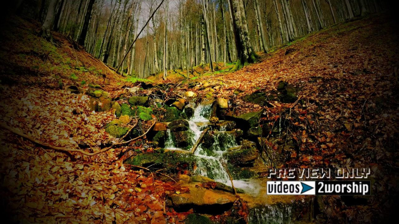 Creek In The Forest During Fall Season