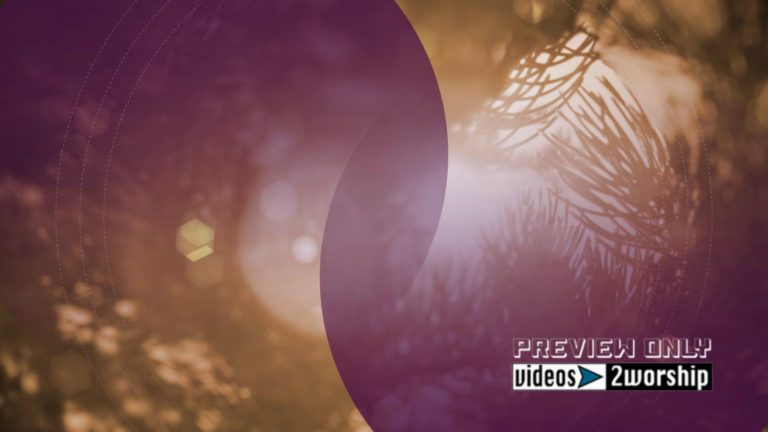 Read more about the article Christmas Holidays Motion Evergreen Branch