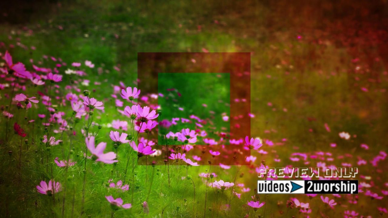 Wild Nature Flowers Motion Worship Loop