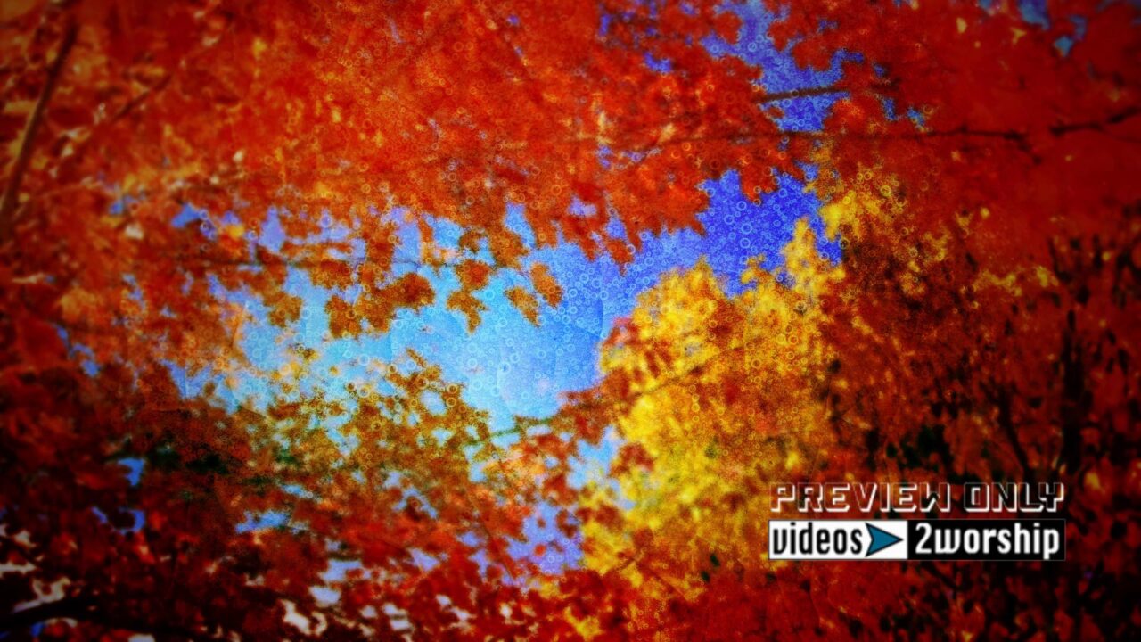 Colorful Fall In Colorado Motion Loop Video