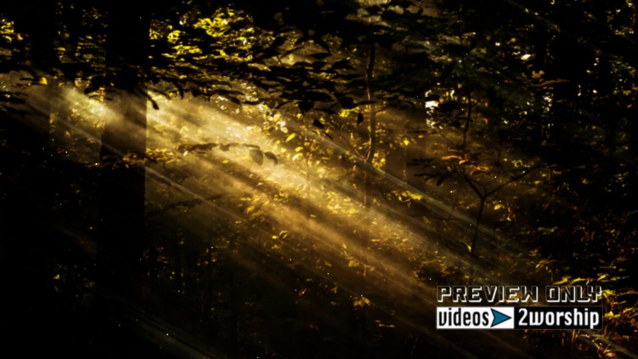 Trees And Light Rays Easter Motion Video