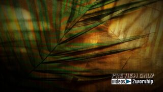 Read more about the article Palm Branches. Christ’s Triumphant Entry
