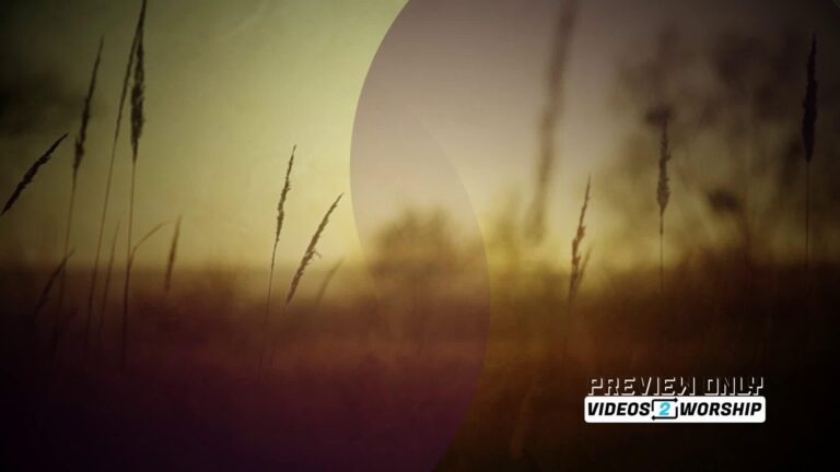 Read more about the article Outdoors Nature Tall Grass Backdrop Loop